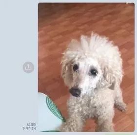 不抱狗的爸爸，突然宠幸把狗放到了腿上，狗砸愣了：不敢动...-6.jpeg