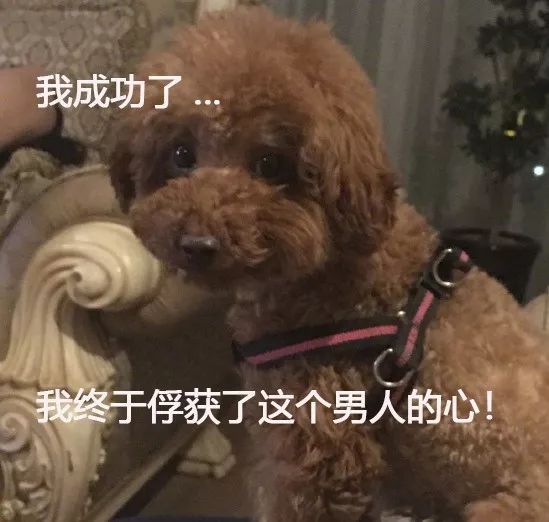 不抱狗的爸爸，突然宠幸把狗放到了腿上，狗砸愣了：不敢动...-4.jpeg