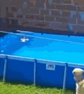 见鸽子溺水，大金毛秒冲泳池救援...画面既热血又暖心！-4.gif