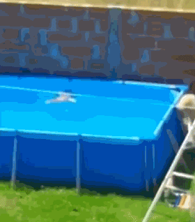 见鸽子溺水，大金毛秒冲泳池救援...画面既热血又暖心！-2.gif
