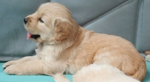 犬舍必读 | 销量不好？90%的犬舍忽略了这一点……-4.jpeg