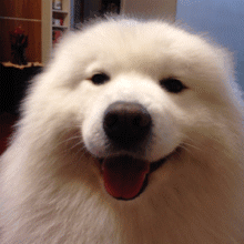 犬舍必读 | 销量不好？90%的犬舍忽略了这一点……-3.gif