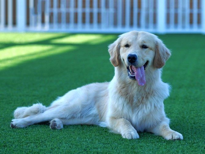 犬舍必读 | 销量不好？90%的犬舍忽略了这一点……-6.jpeg