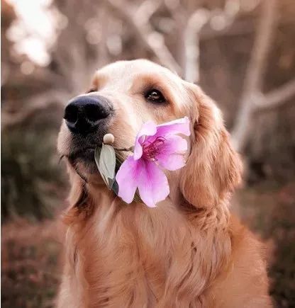 犬舍必读 | 销量不好？90%的犬舍忽略了这一点……-8.jpeg