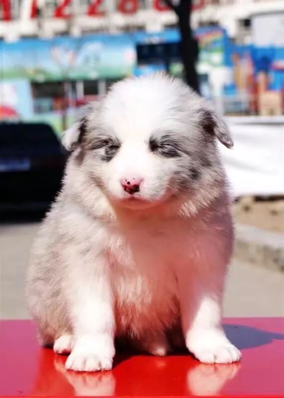 犬舍必读 | 销量不好？90%的犬舍忽略了这一点……-9.jpeg
