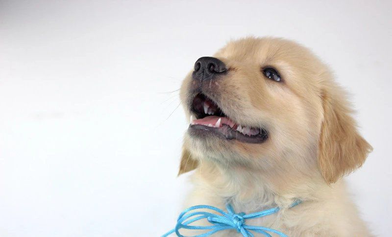 犬舍必读 | 销量不好？90%的犬舍忽略了这一点……-7.jpeg
