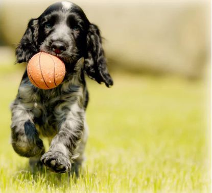 犬舍必读 | 销量不好？90%的犬舍忽略了这一点……-14.jpeg