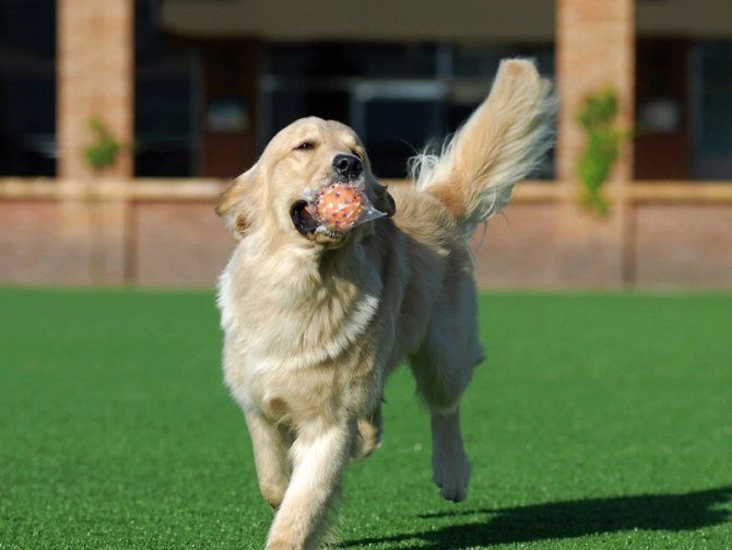 犬舍必读 | 销量不好？90%的犬舍忽略了这一点……-15.jpeg