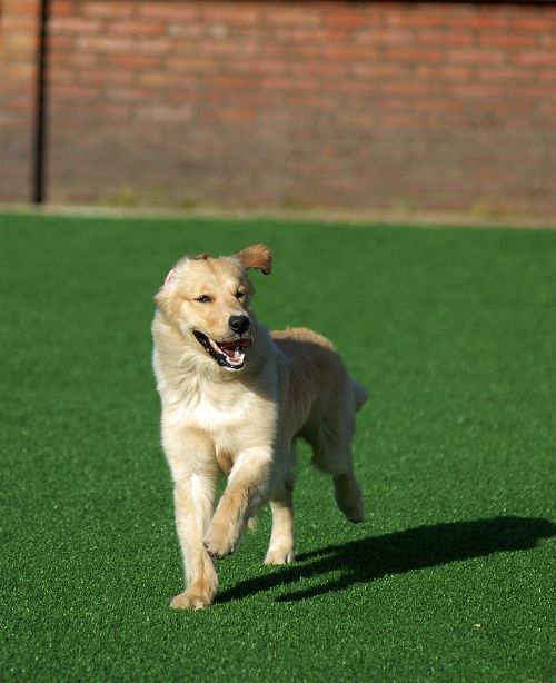犬舍必读 | 销量不好？90%的犬舍忽略了这一点……-13.jpeg