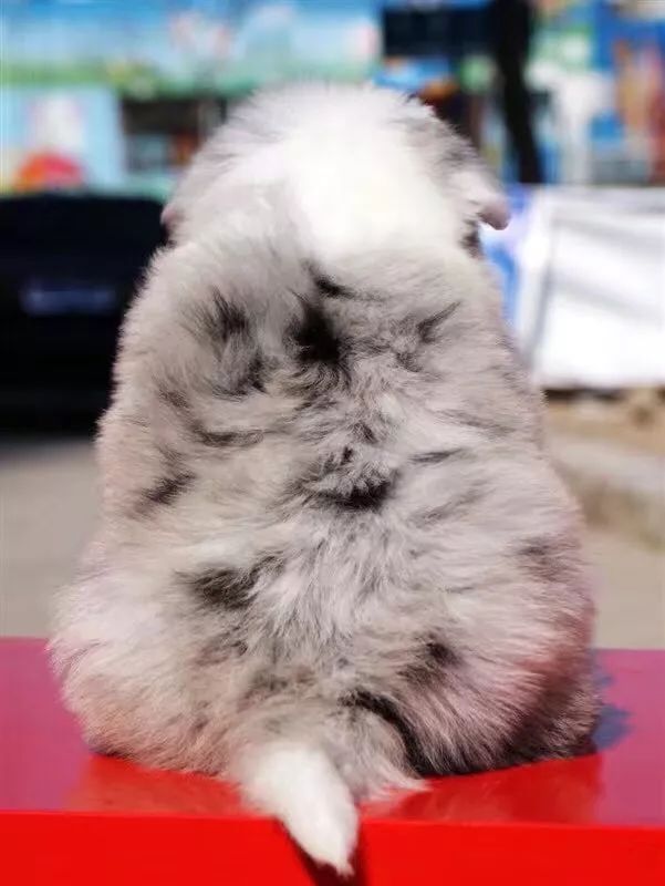 犬舍必读 | 销量不好？90%的犬舍忽略了这一点……-10.jpeg