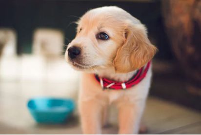 犬舍必读 | 销量不好？90%的犬舍忽略了这一点……-11.jpeg