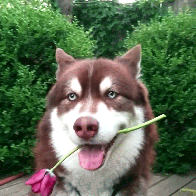 犬舍必读 | 销量不好？90%的犬舍忽略了这一点……-16.gif