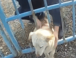 胖狗被栅栏门卡住头，民警边救边吐槽：“你脖子真粗......”-2.gif