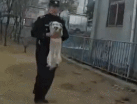 胖狗被栅栏门卡住头，民警边救边吐槽：“你脖子真粗......”-4.gif