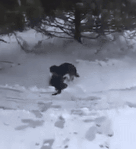 流浪猫雪地里被冻僵，狗狗看到后竟把它救回自己的窝！-2.gif