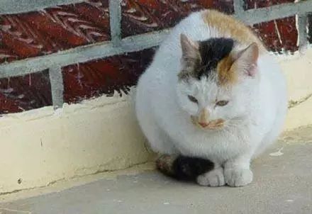 流浪猫雪地里被冻僵，狗狗看到后竟把它救回自己的窝！-5.jpeg
