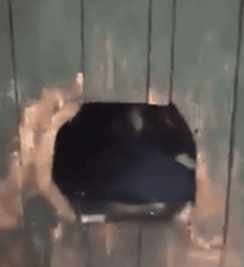 流浪猫雪地里被冻僵，狗狗看到后竟把它救回自己的窝！-4.gif