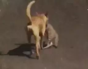 流浪猫雪地里被冻僵，狗狗看到后竟把它救回自己的窝！-12.jpeg