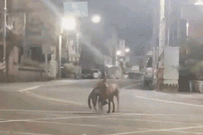 流浪猫雪地里被冻僵，狗狗看到后竟把它救回自己的窝！-11.gif