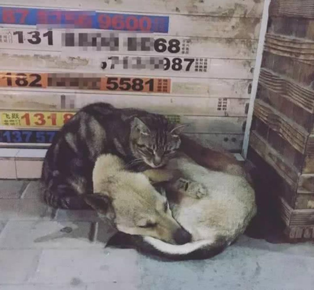 流浪猫雪地里被冻僵，狗狗看到后竟把它救回自己的窝！-9.jpeg