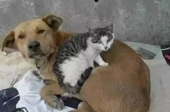 流浪猫雪地里被冻僵，狗狗看到后竟把它救回自己的窝！-15.jpeg