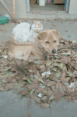 流浪猫雪地里被冻僵，狗狗看到后竟把它救回自己的窝！-13.gif