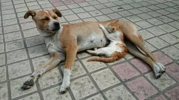 流浪猫雪地里被冻僵，狗狗看到后竟把它救回自己的窝！-16.jpeg