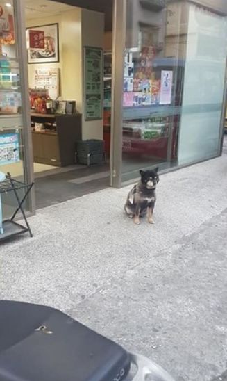 狗狗在超市门口乞讨被喂成猪，主人无奈挂牌：减肥中，请不要喂我！-1.jpeg
