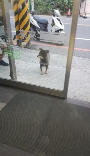 狗狗在超市门口乞讨被喂成猪，主人无奈挂牌：减肥中，请不要喂我！-3.jpeg
