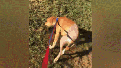 流浪狗被收养三天后再次被弃，看见小伙子出现时它已不敢抬头！-8.gif