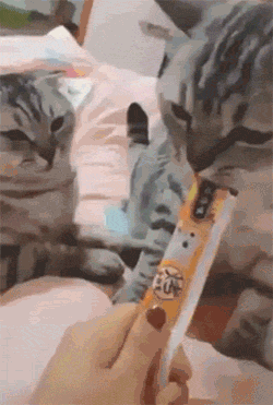 猫咪偷偷看了一眼零食，就被呼了一巴掌！好冤枉啊！-1.gif