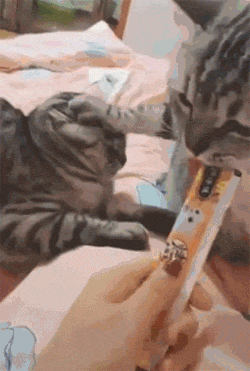 猫咪偷偷看了一眼零食，就被呼了一巴掌！好冤枉啊！-2.gif