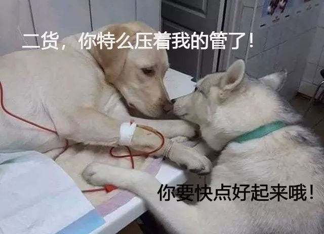 拉拉生病了，二哈去探望，本来以为挺暖的，可结果...笑喷了！-3.jpeg