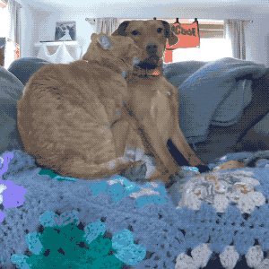 超暖！为治愈患有焦虑症的狗狗，大橘猫每天温柔守候......-3.gif