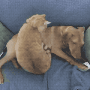 超暖！为治愈患有焦虑症的狗狗，大橘猫每天温柔守候......-4.gif