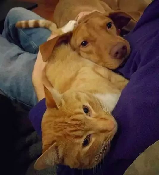 超暖！为治愈患有焦虑症的狗狗，大橘猫每天温柔守候......-5.jpeg