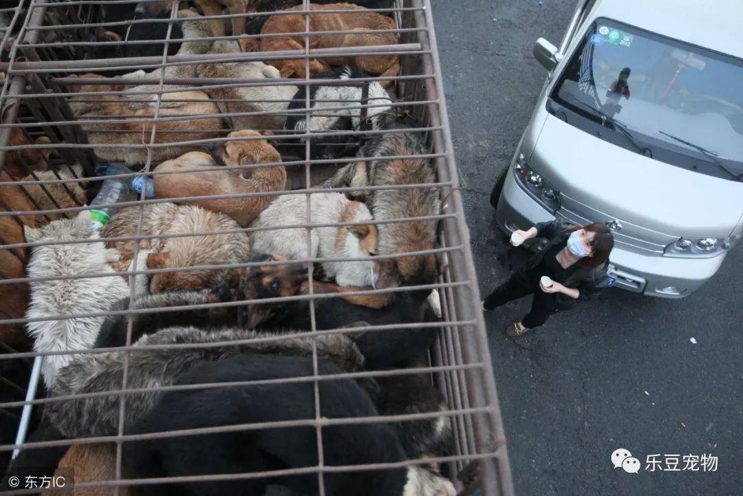 捍卫狗狗生命的斗士，为了几百只生命，不惜以身犯险拦车救狗！-8.jpeg