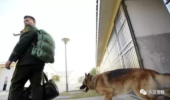 战士退役回乡，警犬咬住行李包，死活不让兵哥哥走！-4.jpeg