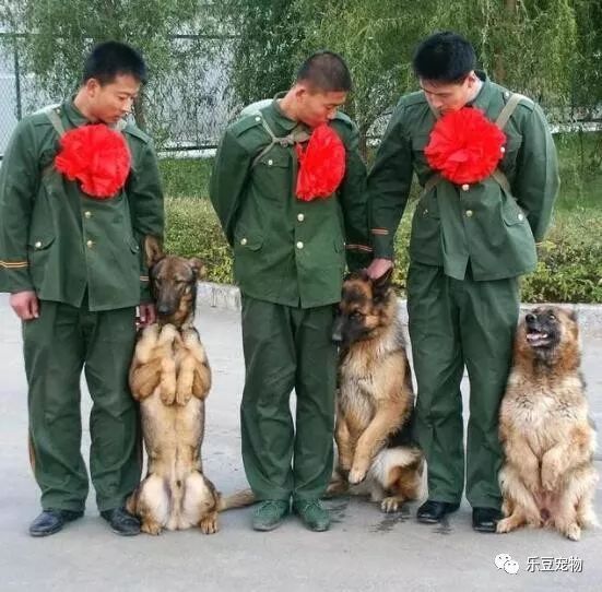 战士退役回乡，警犬咬住行李包，死活不让兵哥哥走！-6.jpeg