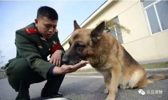 战士退役回乡，警犬咬住行李包，死活不让兵哥哥走！-2.jpeg