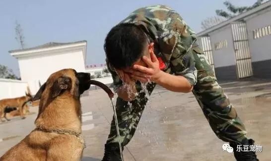 战士退役回乡，警犬咬住行李包，死活不让兵哥哥走！-7.jpeg