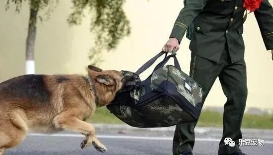 战士退役回乡，警犬咬住行李包，死活不让兵哥哥走！-5.jpeg