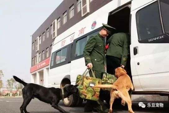 战士退役回乡，警犬咬住行李包，死活不让兵哥哥走！-1.jpeg