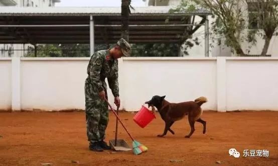 战士退役回乡，警犬咬住行李包，死活不让兵哥哥走！-8.jpeg