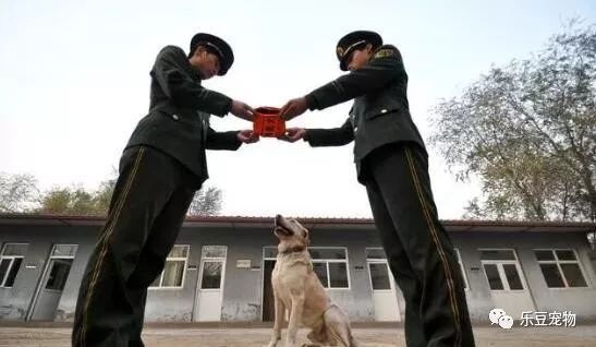 战士退役回乡，警犬咬住行李包，死活不让兵哥哥走！-10.jpeg