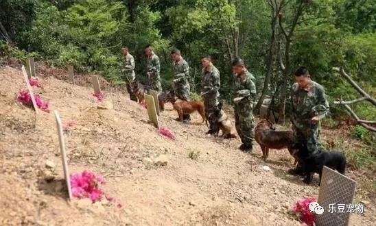 战士退役回乡，警犬咬住行李包，死活不让兵哥哥走！-14.jpeg
