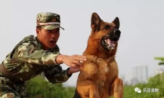 战士退役回乡，警犬咬住行李包，死活不让兵哥哥走！-12.jpeg