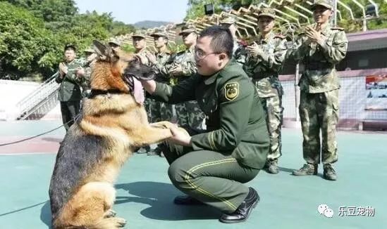 战士退役回乡，警犬咬住行李包，死活不让兵哥哥走！-11.jpeg