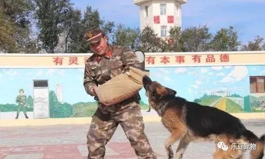 战士退役回乡，警犬咬住行李包，死活不让兵哥哥走！-13.jpeg