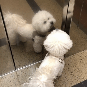 看比熊把电梯门当镜子照，还以为它是在臭美，可当门一开...-1.gif